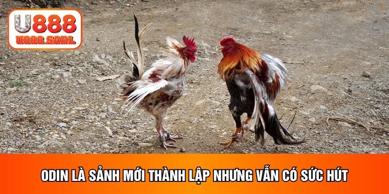 ODIN là sảnh mới thành lập nhưng vẫn có sức hút